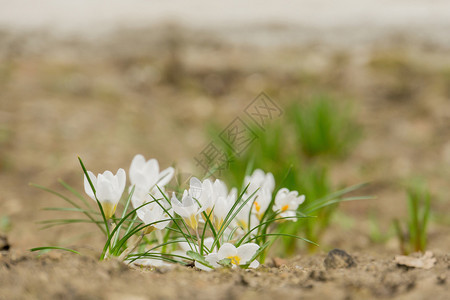 盛开的春花外面地球生长白花图片