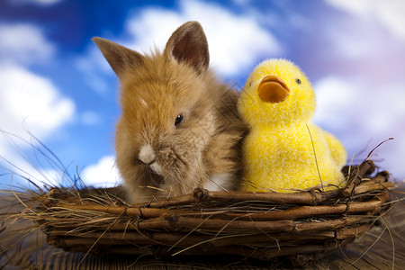 小兔子与毛绒鸭子玩具图片