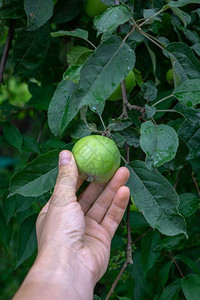 花园里有绿苹果的树枝男人用手从树上摘苹果男人和r人用手从花园的树枝上摘绿色苹果图片