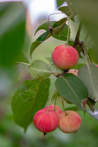 在一个夏天的农村花园绿色树枝上有机红天堂苹果健康的食物拥有成熟的天堂苹果收获时间的农村花园图片