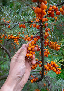 水果组合amn手在农村花园中采集成熟的海角莓种植有机食品的概念一群成熟的海角在花园树枝上手握着浆果背景