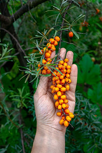 树枝上有成熟的生态友好型海牛角浆手放在花园的底部维他命健康茶的成分人与手拿着绿色的树枝在花园的背景下有海牛角用于医药的有果汁图片
