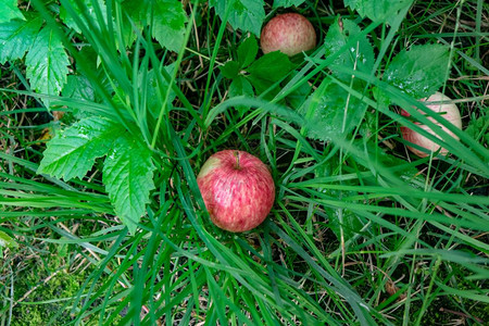 巴马长寿村红有机成熟苹果在农场花园的绿草中坠落收获的概念顶层视图成熟的苹果落在村花园的草中收割时间顶层视图背景