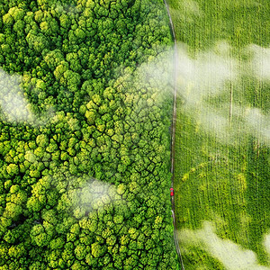 无人机在森林的上空飞行图片