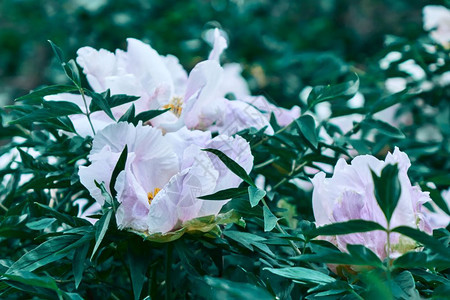 白色花朵在灌木丛中图片