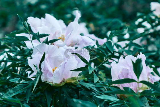 白色花朵在灌木丛中图片