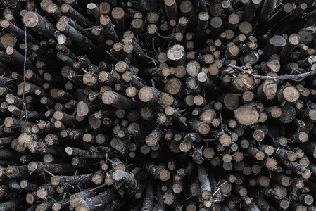 与最近从德国森林中采伐的一堆树干连接起来图片