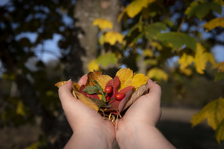 来自不同树木和颜色的多彩秋叶以女人与一对野生咸红水果手牵图片