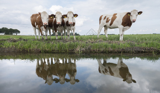 四头年轻的奶牛倒映运河的水中图片