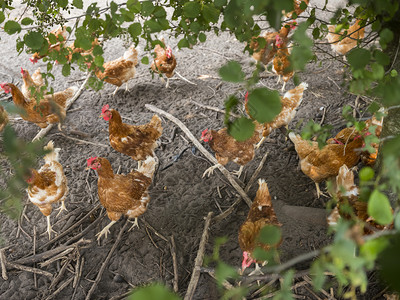 在乌特勒支省切彭泽尔附近的内地草原上有机农场在灌木丛下的土中以免费的棕色鸡种图片