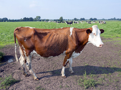 荷斯坦奶牛的特写镜头图片