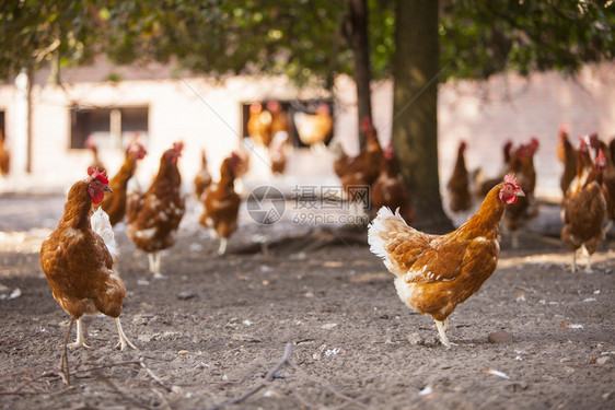 在乌特勒支省切彭泽尔附近的内地草原上有机农场在灌木丛下的土中以免费的棕色鸡种图片