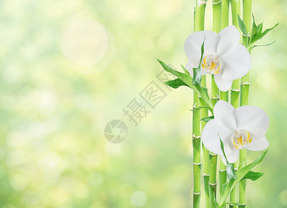 几根幸运竹子dracensderi绿叶和两朵白兰花在色背景上与世隔绝有复制空间图片