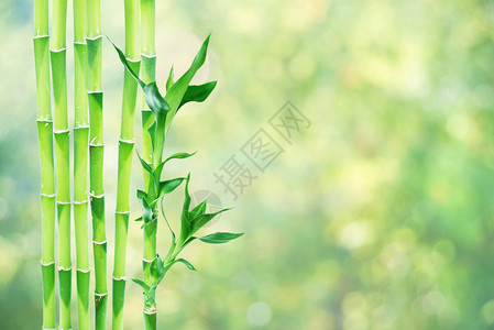 风水学室内植物树叶高清图片