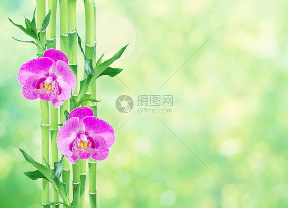 几片幸运竹子dracensderi绿叶两朵粉红兰花天然绿色有复制空间图片