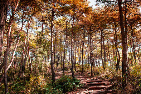 黄昏下的自然的秋天松林图片