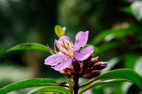或紫色的rosbeckia印度的rhodenr热带灌木植物关闭细节图片