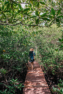 2013年夏天在沙木岛附近的红树林中走在沙木岛热带森林附近的Koh茶叶木桥上图片