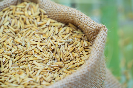 大米包装稻谷装在沙袋里背景