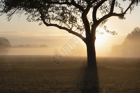 梦中的气氛在一片草原上的苹果树轮廓上太阳在浓热的奥斯托白日升起在德国图片
