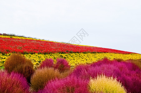 北海道花田日本北海道红粉和黄花田背景