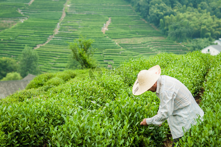 采茶农在采茶叶