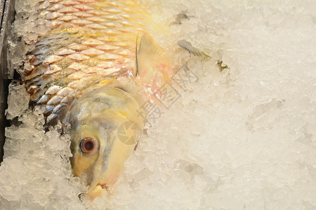 冰冻的鱼和海鲜在市场上的冰钓鱼高清图片素材