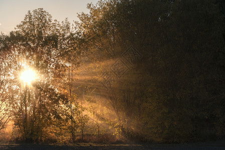 日出的景色太阳穿透了雾和树木照亮了森林在阳光明媚的日落光图片