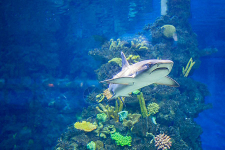 以水族馆珊瑚形式出现的白灰鲨鱼图片