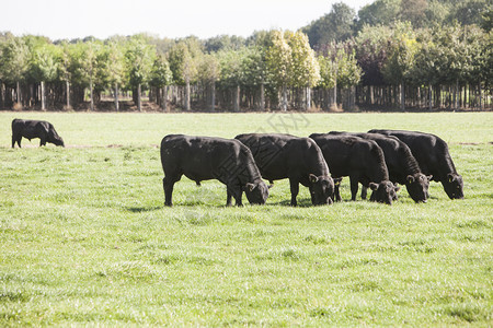 在草地上吃草的黑牛图片