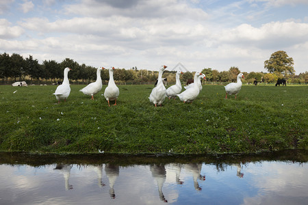 在绿草地的白鹅反映在河水中图片