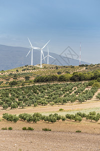 山丘和橄榄树上的风涡轮机图片