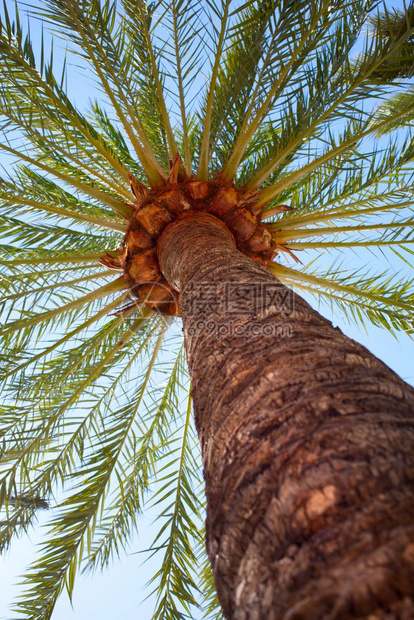 手掌特写蓝天背景热带晴天椰子树图片