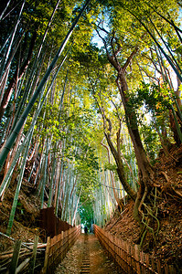 小通巷绿和平竹林小土巷萨库拉市奇巴日本背景