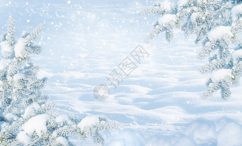 寒冷的阳光明日寒冷的冬月风景边有白雪贴近和滑的白树枝在自然户外的森林中有雪背景复制空间以蓝色刻着图片