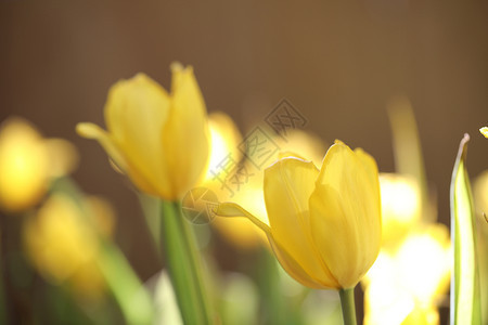 美丽黄色的郁金香图片