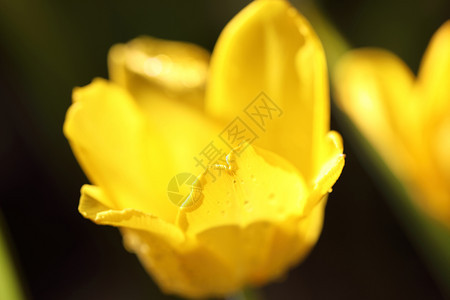 黄色的郁金香图片