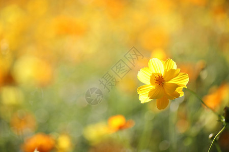 黄色的美丽花朵图片