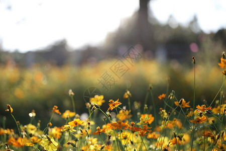 公园中的黄色花朵图片