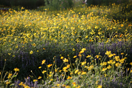 公园中的黄色花朵图片