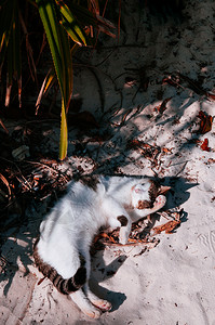 冲绳白色沙滩沙滩上的可爱猫咪在Kabir湾Isgkonaw的阳光下背景