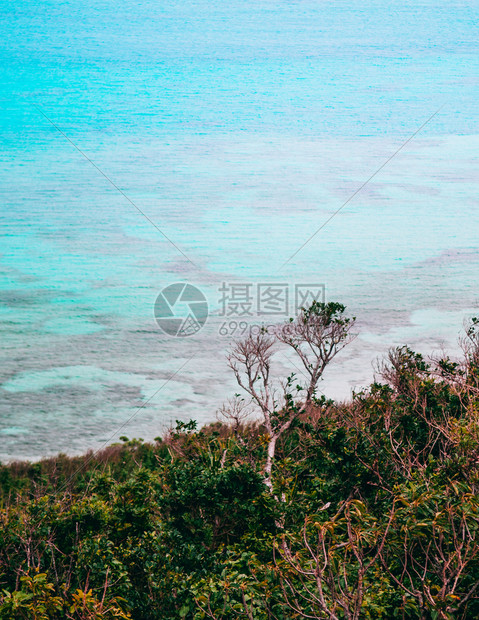 清春初在库里马岛的悬崖上植树图片