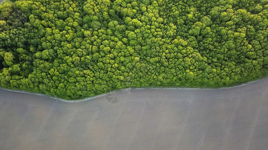 将森林视为自然生态系统保护概念无人机照片春季绿林和沥青路图片