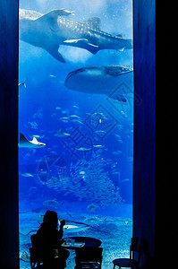 2013年jan28013nahokinwjpn人们在著名的旅游景点churami水族馆观赏鲸鲨图片