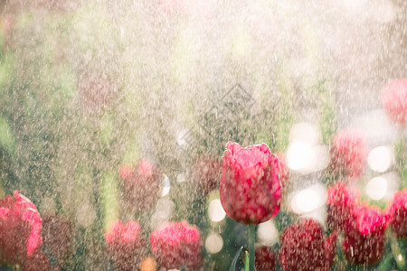 紧贴着雨滴背景的郁金香花图片