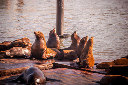 39号码头的海狮群图片