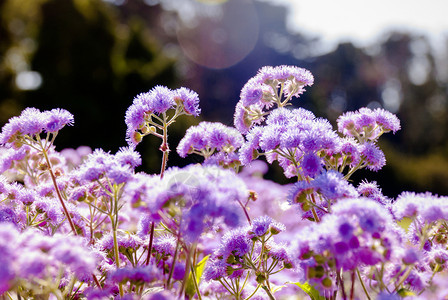 紫色的花朵向太阳射去背景图片