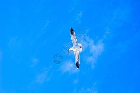 海鸥飞翔向蓝天图片