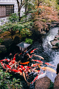 在有植物树木和石料的日本花园池塘中有美丽的多彩科伊鱼背景图片