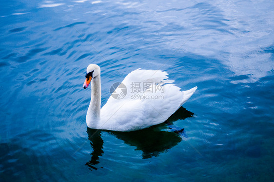 深蓝湖上的白天鹅图片